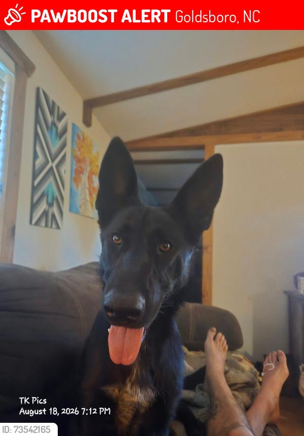 Lost Female Dog last seen Piedmont Airline, Goldsboro, NC 27534