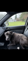 Reunited Male Dog last seen 12th st se and 21st st se, Puyallup, WA 98372