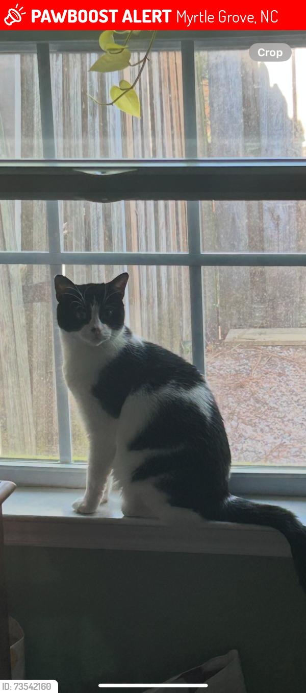 Lost Female Cat last seen Wind Ridge Drive., Myrtle Grove, NC 28409