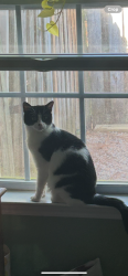 Lost Female Cat last seen Wind Ridge Drive., Myrtle Grove, NC 28409