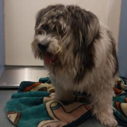 Shelter Stray Female Dog last seen , 2451 N Expressway 281, Edinburg, TX 78541, USA