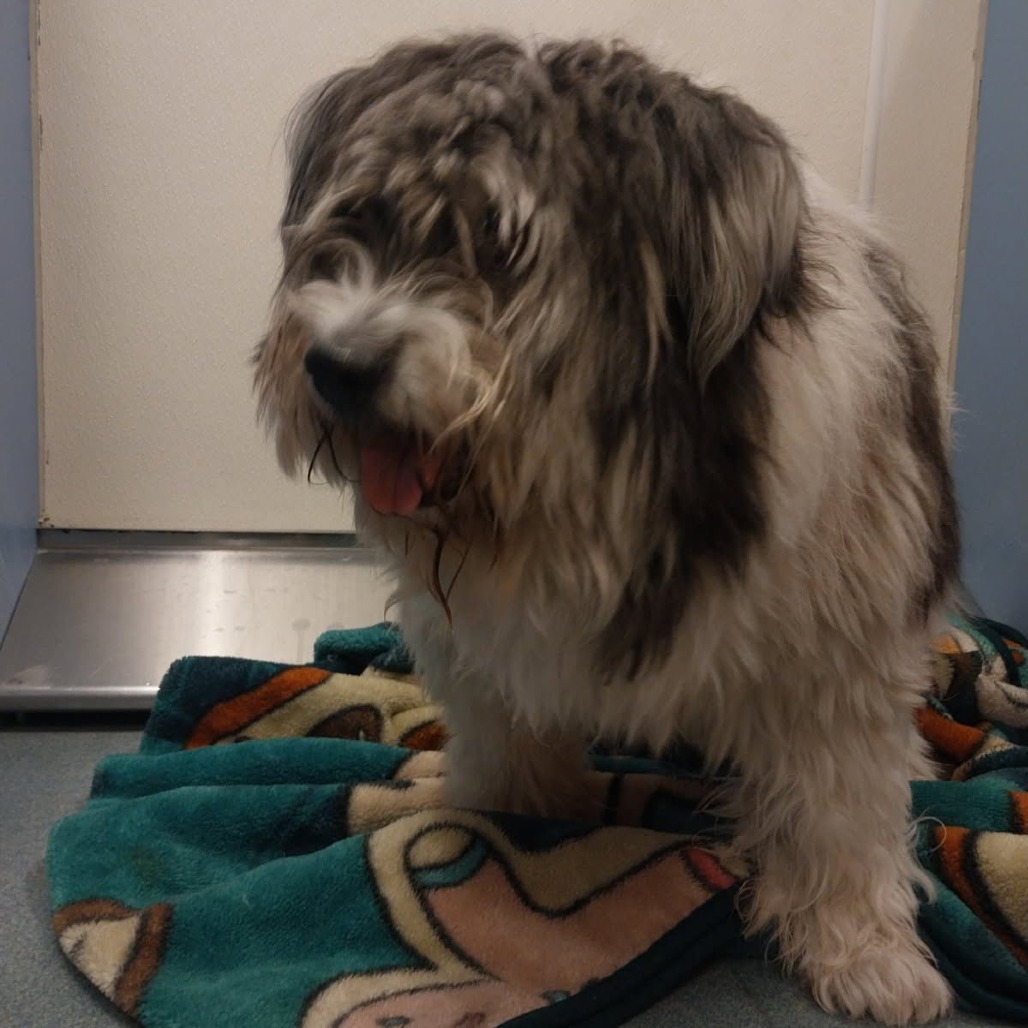 Shelter Stray Female Dog last seen , 2451 N Expressway 281, Edinburg, TX 78541, USA