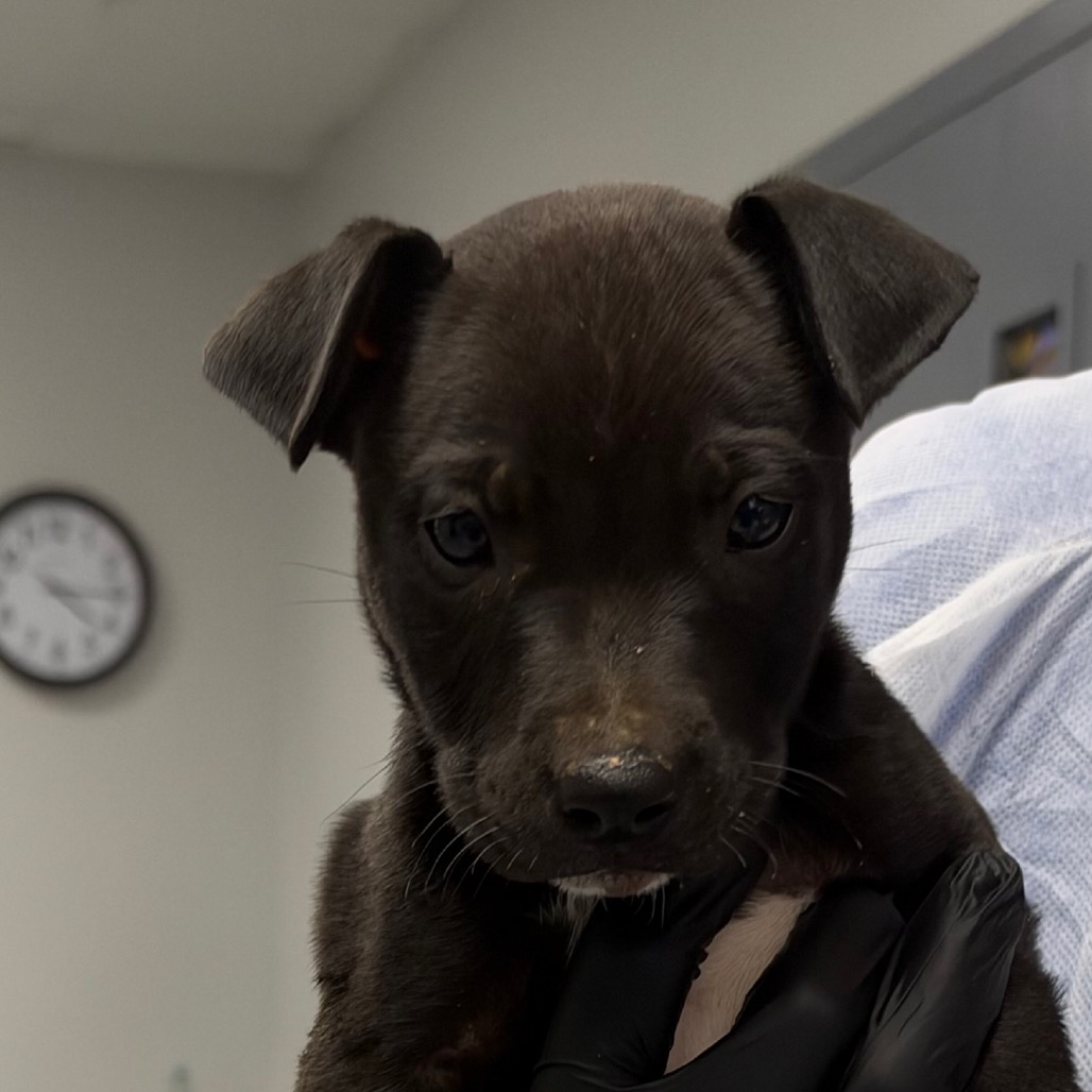 Shelter Stray Male Dog last seen , 328 Furman Hall Rd, Greenville, SC 29609, USA