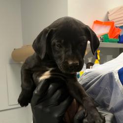 Shelter Stray Male Dog last seen , 328 Furman Hall Rd, Greenville, SC 29609, USA