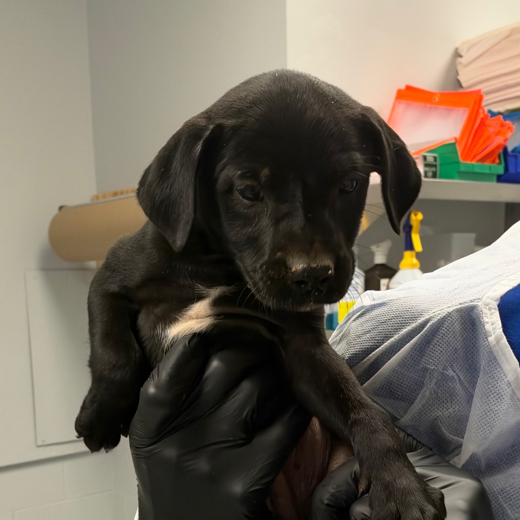 Shelter Stray Male Dog last seen , 328 Furman Hall Rd, Greenville, SC 29609, USA
