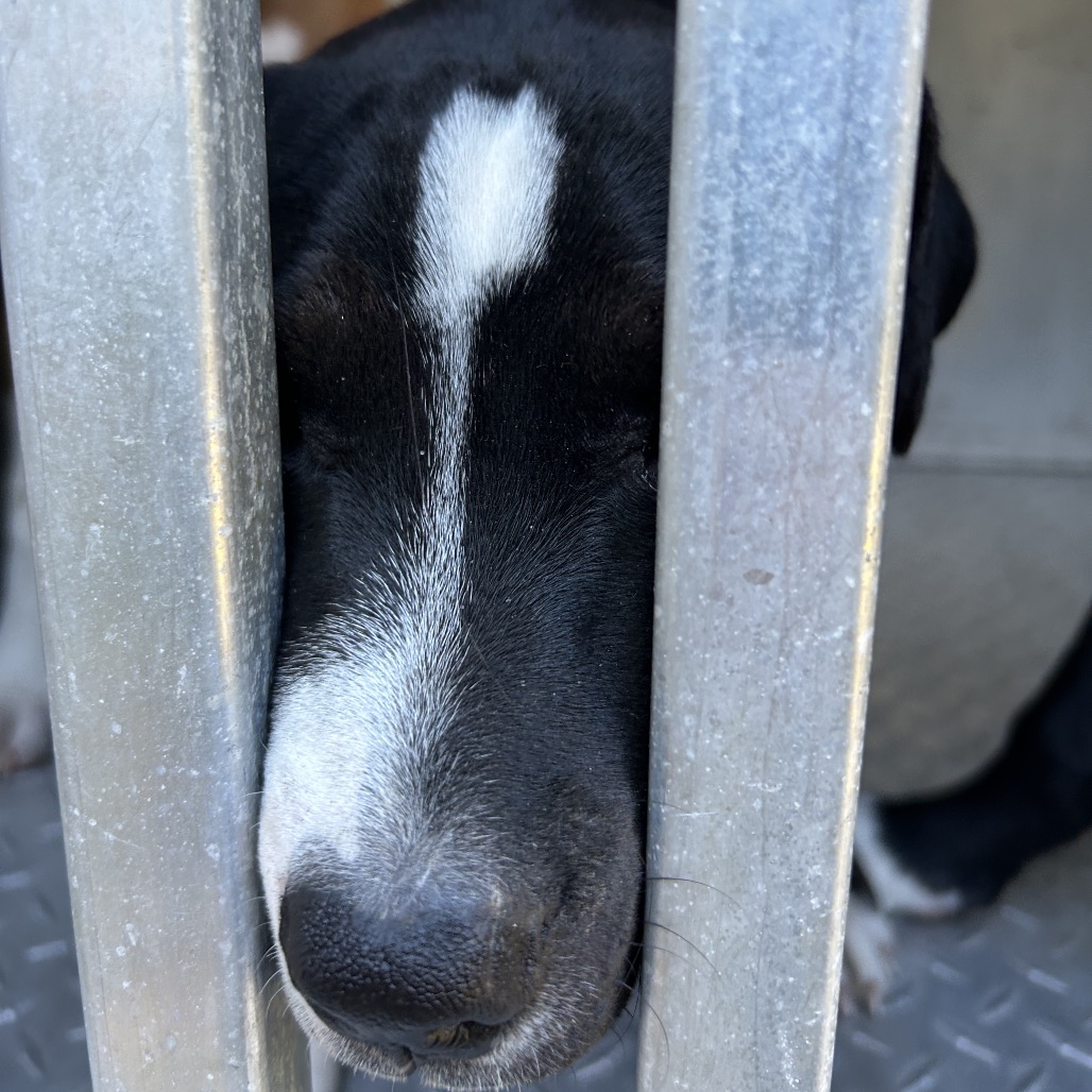 Shelter Stray Female Dog last seen , 980 Guilford College Rd, Greensboro, NC 27409, USA