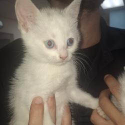 Shelter Stray Female Cat last seen , 901 N Haverty St, Pine Bluff, AR 71601, USA