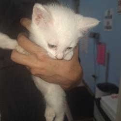 Shelter Stray Male Cat last seen , 901 N Haverty St, Pine Bluff, AR 71601, USA