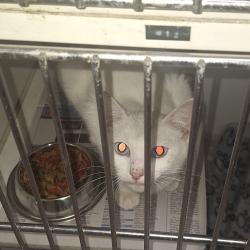 Shelter Stray Female Cat last seen , 901 N Haverty St, Pine Bluff, AR 71601, USA