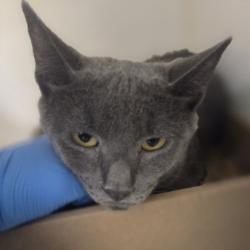 Shelter Stray Male Cat last seen , Animal Care & Control Team of Philly, 111 W Hunting Park Ave, Philadelphia, PA 19140, USA