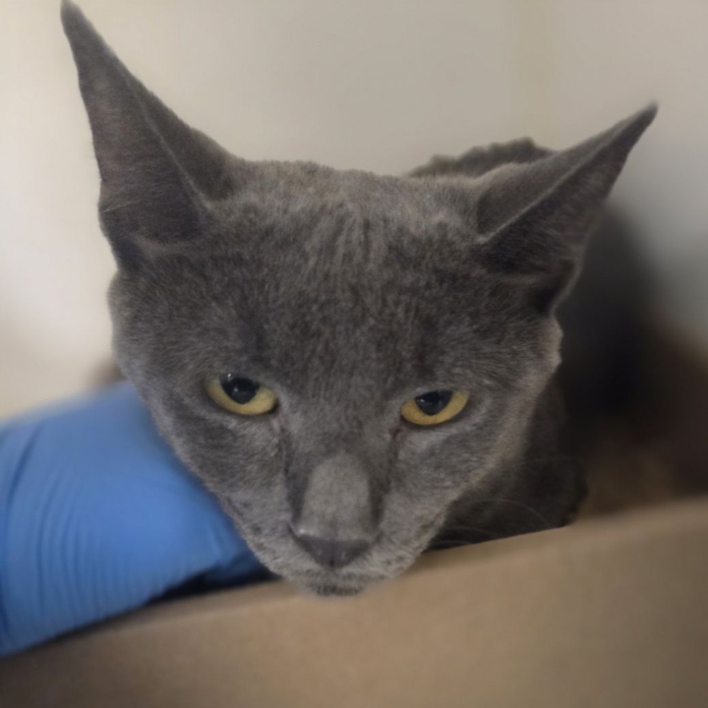 Shelter Stray Male Cat last seen , Animal Care & Control Team of Philly, 111 W Hunting Park Ave, Philadelphia, PA 19140, USA