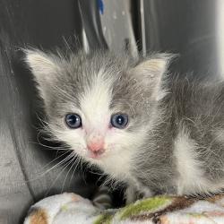 Shelter Stray Female Cat last seen , 4575 E Mesquite Ave, Palm Springs, CA 92264, USA