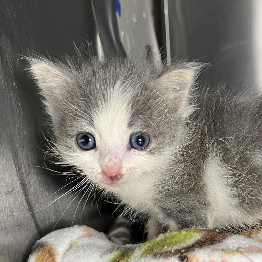 Shelter Stray Female Cat last seen , 4575 E Mesquite Ave, Palm Springs, CA 92264, USA