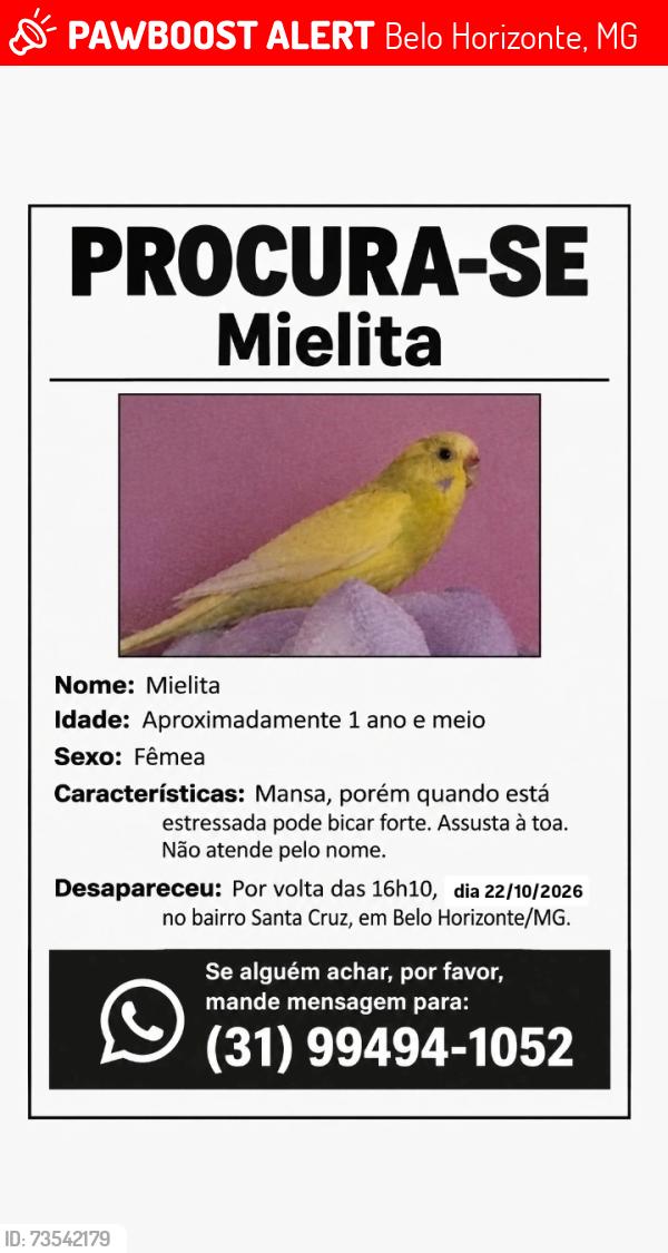 Lost Female Bird last seen Rua Luiz Peçanha, Belo Horizonte, MG 