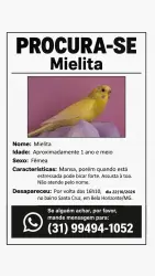 Lost Female Bird last seen Rua Luiz Peçanha, Belo Horizonte, MG 