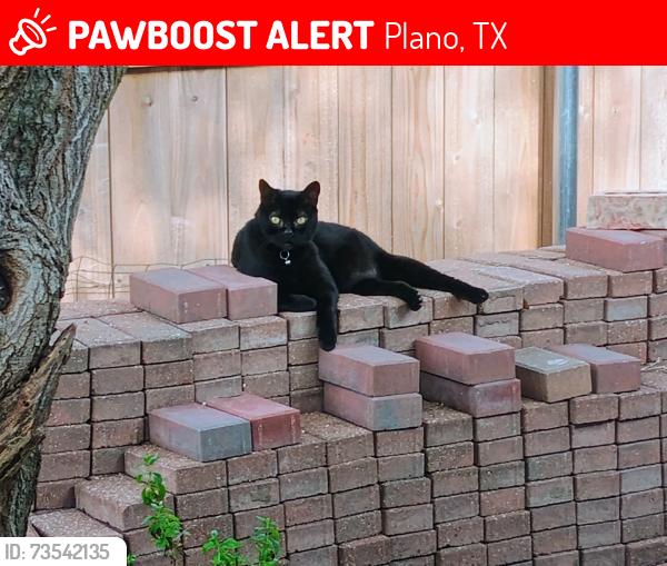 Lost Male Cat last seen Branchhollow dr and Springcreek PKWY, Plano, TX 75023