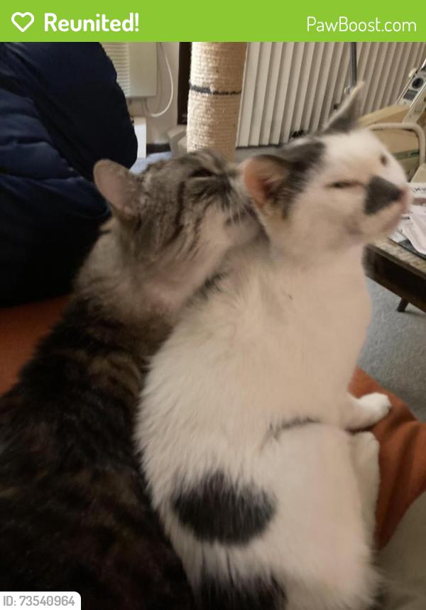Reunited Female Cat last seen Allen Boulevard Middleton Wisconsin, Middleton, WI 53562