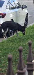 Found/Stray Female Dog last seen King Ave and 52nd pl, Maywood, CA 90270