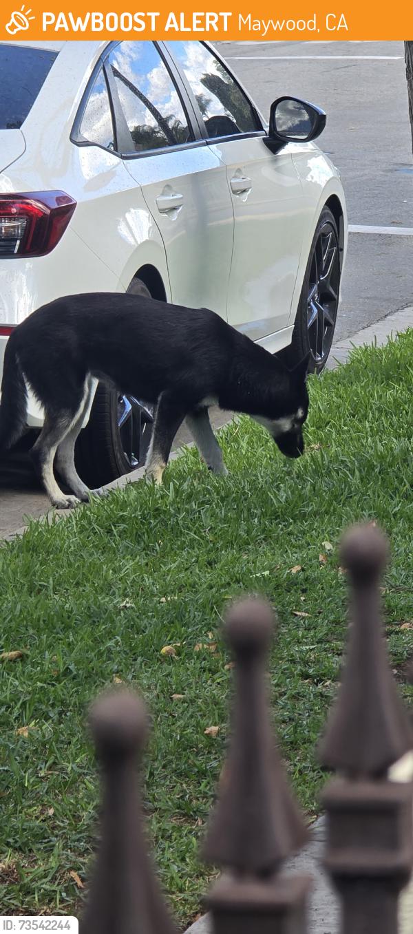 Found/Stray Female Dog last seen King Ave and 52nd pl, Maywood, CA 90270