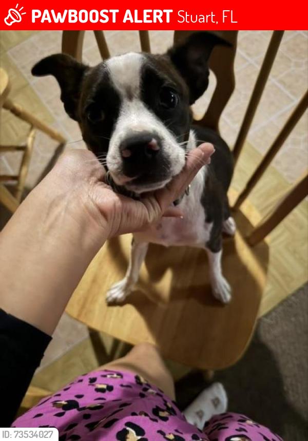 Lost Female Dog last seen Near se seaward st, Stuart, FL 34997