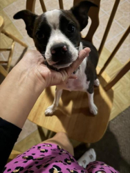 Lost Female Dog last seen Near se seaward st, Stuart, FL 34997