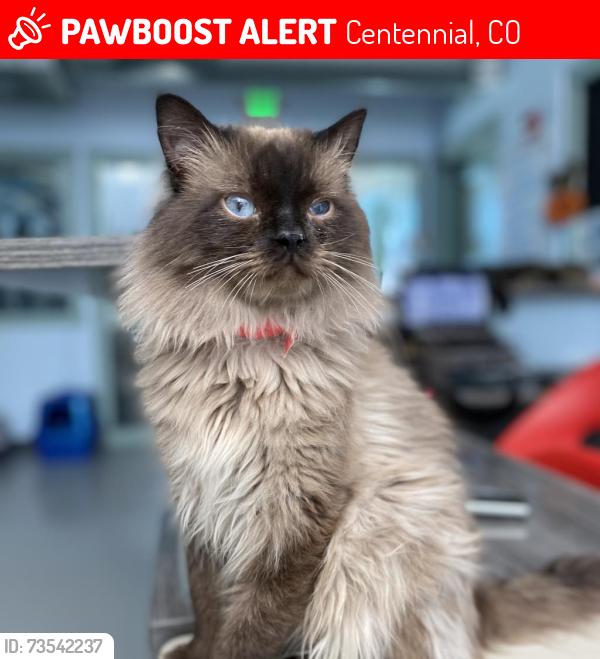 Lost Male Cat last seen Crestline Place and Crestline Circle, Centennial, CO 80015