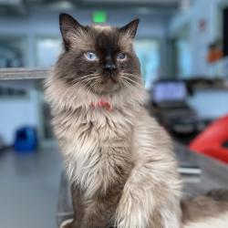 Lost Male Cat last seen Crestline Place and Crestline Circle, Centennial, CO 80015