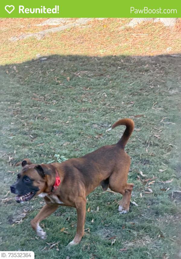 Reunited Male Dog last seen Verline Ct & Saddler Dr, Newport News, Newport News, VA 23608