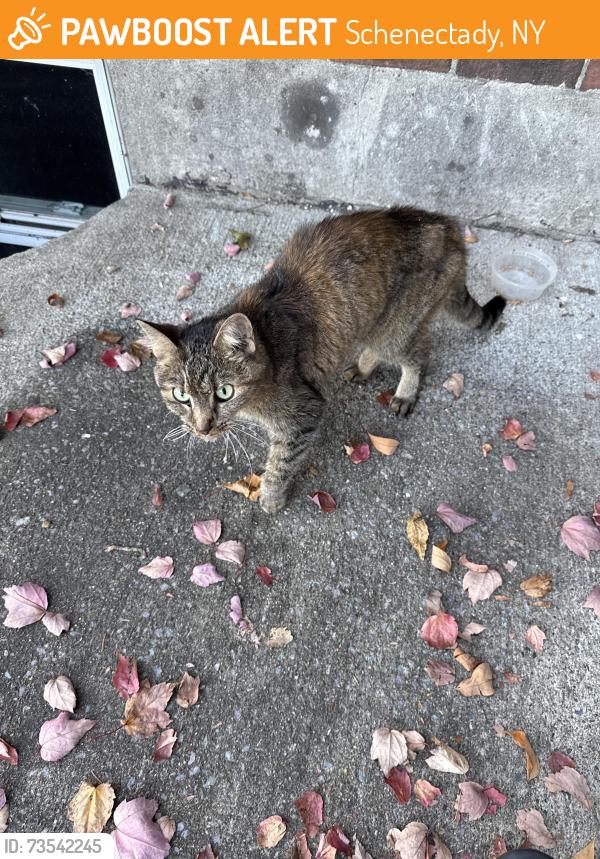 Rehomed Unknown Cat last seen Denny’s, Schenectady, NY 12305