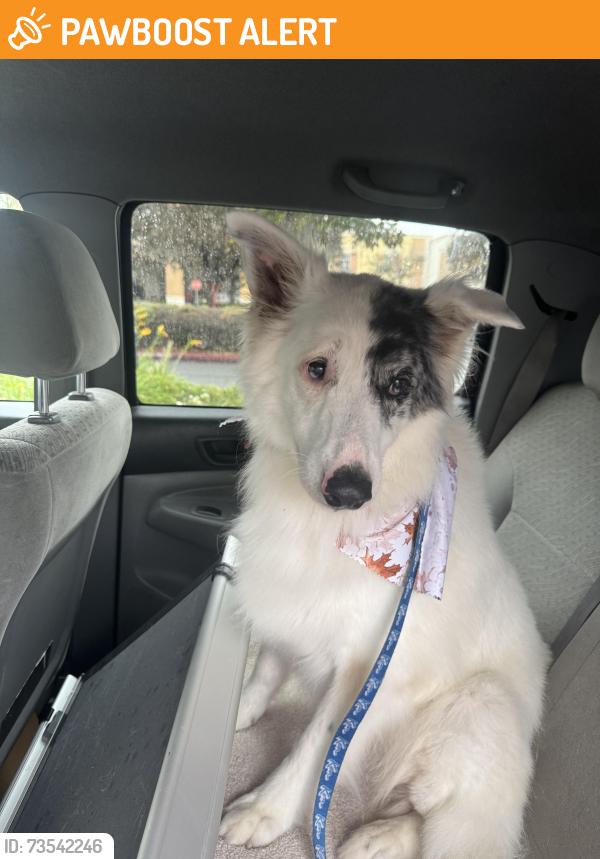 Found/Stray Male Dog last seen West Sacramento Rv & Trailer Park off W Capitol Avenue, West Sacramento, CA 95691
