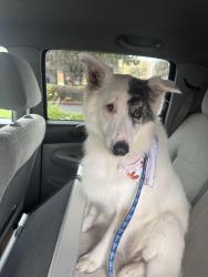 Found/Stray Male Dog last seen West Sacramento Rv & Trailer Park off W Capitol Avenue, West Sacramento, CA 95691