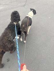 Reunited Female Dog last seen La Riviera and Watt Ave, Sacramento, CA 95826