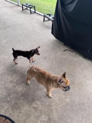 Reunited Male Dog last seen SW 69th St and SW 185th Way, Southwest Ranches, FL, 33332, Southwest Ranches, FL 33332