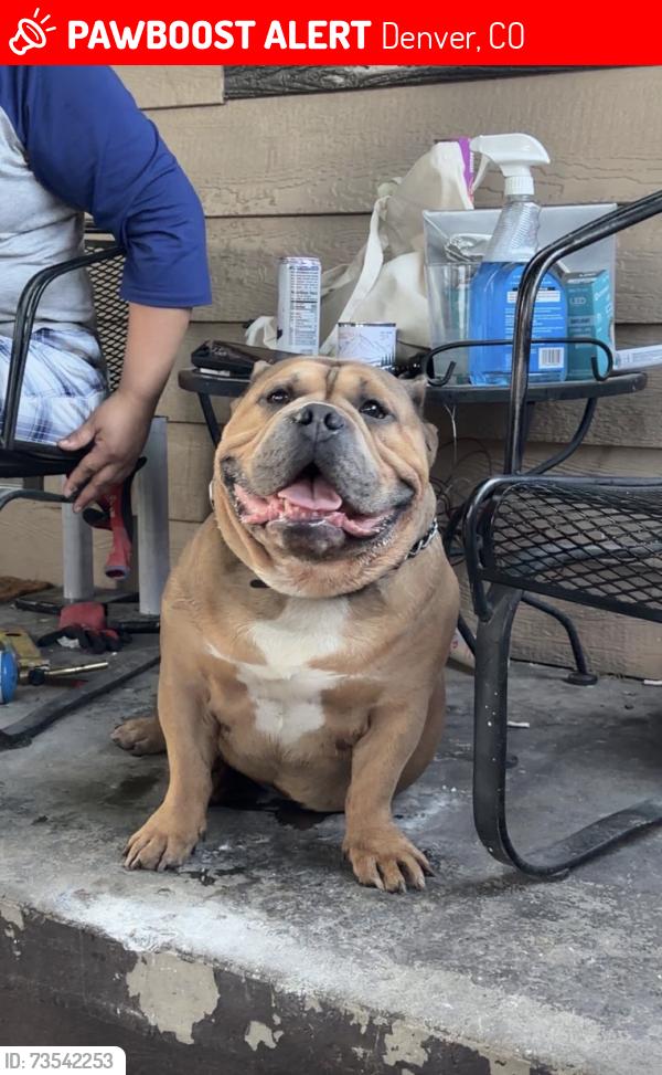 Lost Male Dog last seen Wyandot st left home, Denver, CO 80219