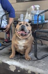 Lost Male Dog last seen Wyandot st left home, Denver, CO 80219