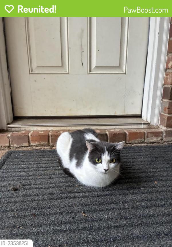 Reunited Female Cat last seen Near Henderson middle school, DeKalb County, GA 30341