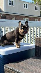 Lost Female Dog last seen Mac Donough place with griswold av bronx, The Bronx, NY 10465