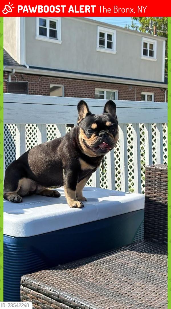 Lost Female Dog last seen Mac Donough place with griswold av bronx, The Bronx, NY 10465
