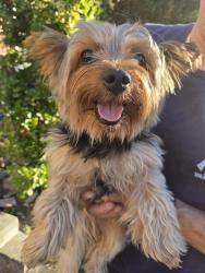 Found/Stray Male Dog last seen Brook st, Newark, NJ 07107