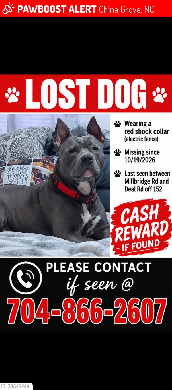 Lost Male Dog last seen Deal rd and Millbridge rd, China Grove, NC 28023
