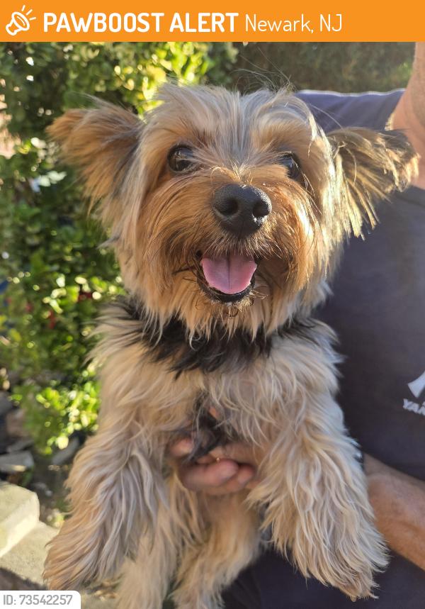 Found/Stray Male Dog last seen Brook st, Newark, NJ 07107