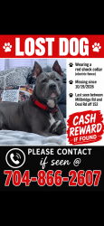 Lost Male Dog last seen Deal rd and Millbridge rd, China Grove, NC 28023