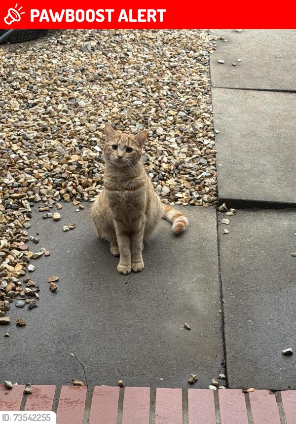 Lost Male Cat last seen The Lands in Wing, Wing, England LU7 0FD