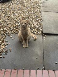 Lost Male Cat last seen The Lands in Wing, Wing, England LU7 0FD