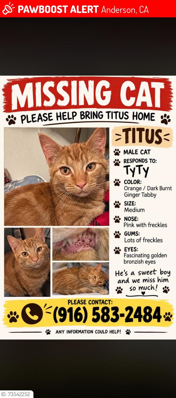 Lost Male Cat last seen Fairgrounds or sierra pacific, Anderson, CA 96007