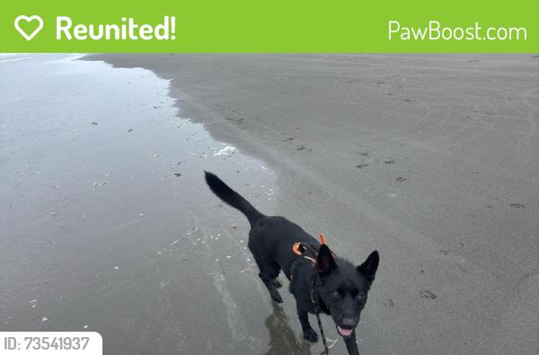 Reunited Male Dog last seen Near 46th Ave Ct E, Tacoma, WA 98443, USA, Tacoma, WA 98443