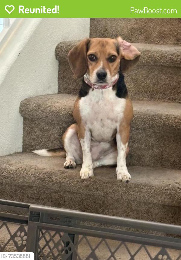 Reunited Female Dog last seen Near Boulder Falls St Henderson, NV 89011 United States, Henderson, NV 89011