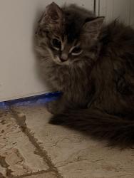 Found/Stray Unknown Cat last seen Blue tornado soccer fields, Rockledge, FL 32955