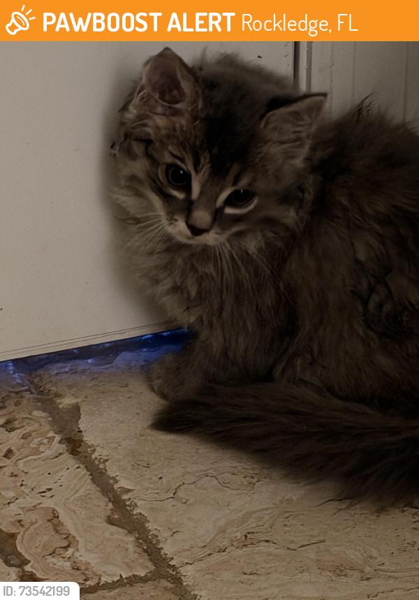 Found/Stray Unknown Cat last seen Blue tornado soccer fields, Rockledge, FL 32955
