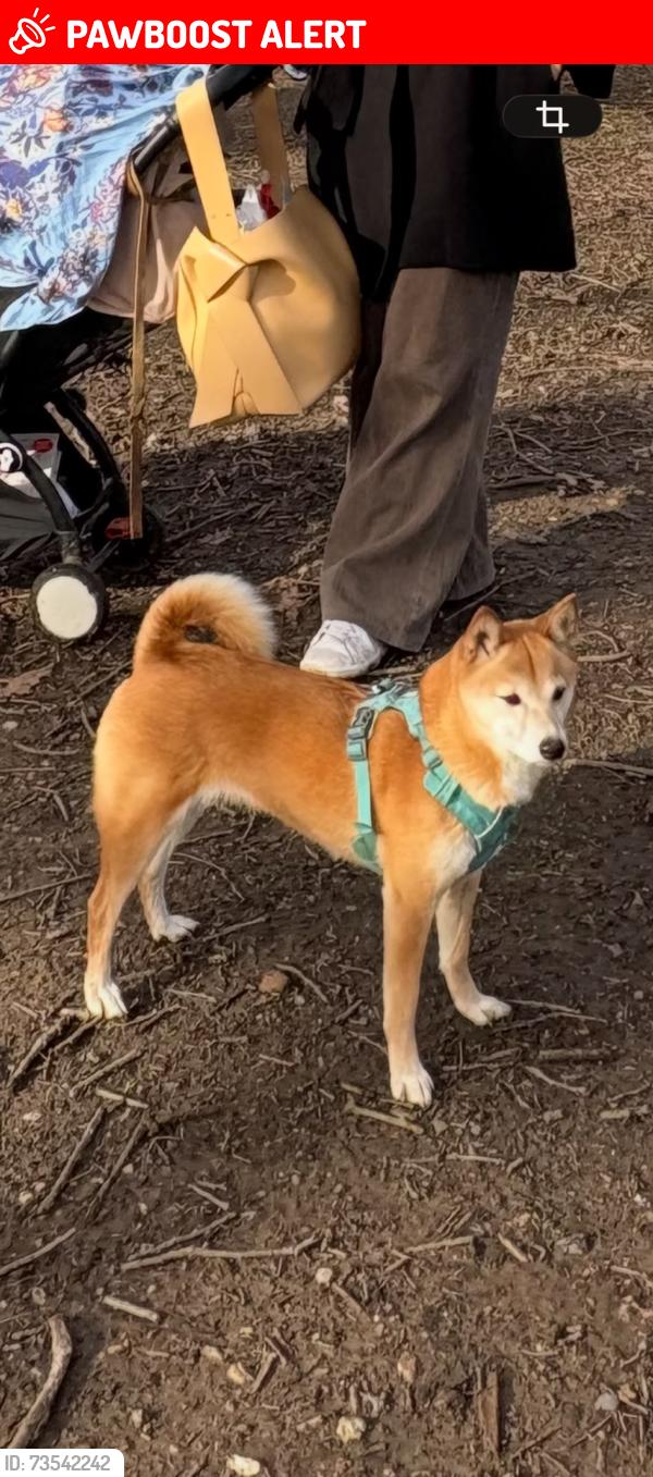 Lost Female Dog last seen Carlton Hill x Hamilton Terrace heading towards Randolph Gardens/Avenue, Greater London, England 
